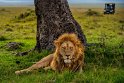125 Masai Mara, leeuw